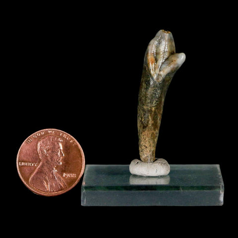 1.6" Extinct Cave Bear Ursus Spelaeus Incisor Tooth Rooted Pleistocene Age COA, Stand