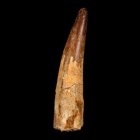 XL 3.9" Spinosaurus Fossil Tooth 100 Million Years Old Cretaceous Dinosaur COA - Fossil Age Minerals