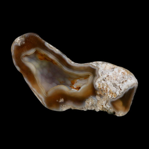 2.6" Agatized Coral Slab Fossil Oligocene and Miocene Epochs Tampa Bay Florida