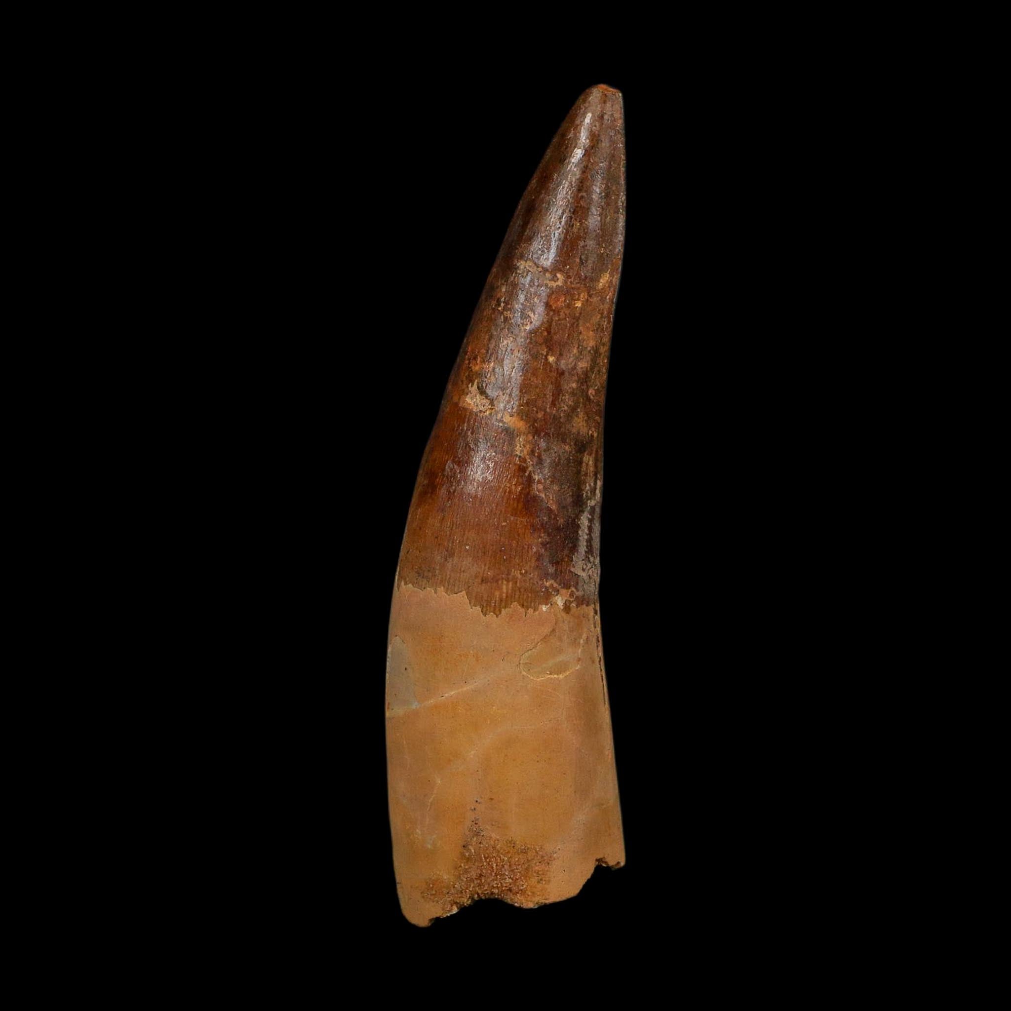 XL 3.8" Spinosaurus Fossil Tooth 100 Million Years Old Cretaceous Dinosaur COA - Fossil Age Minerals