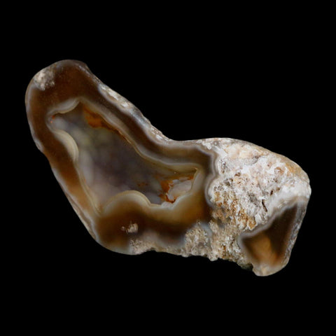 2.6" Agatized Coral Slab Fossil Oligocene and Miocene Epochs Tampa Bay Florida
