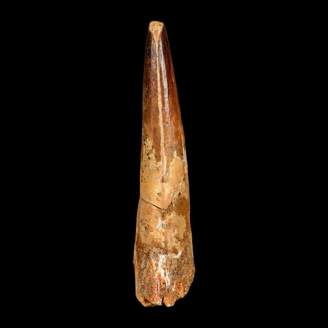 XL 3.9" Spinosaurus Fossil Tooth 100 Million Years Old Cretaceous Dinosaur COA - Fossil Age Minerals
