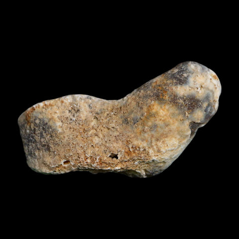 2.6" Agatized Coral Slab Fossil Oligocene and Miocene Epochs Tampa Bay Florida