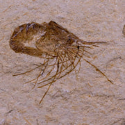 1.7" Fossil Shrimp Carpopenaeus Cretaceous Age 100 Mil Yrs Old Lebanon COA