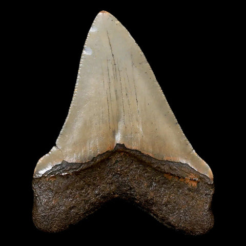 2.8" Quality Megalodon Shark Tooth Serrated Fossil Natural Miocene Age COA - Fossil Age Minerals