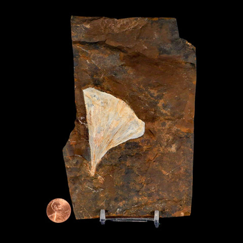 2.5" Detailed Ginkgo Cranei Fossil Plant Leaf Morton County, ND Paleocene Age COA - Fossil Age Minerals