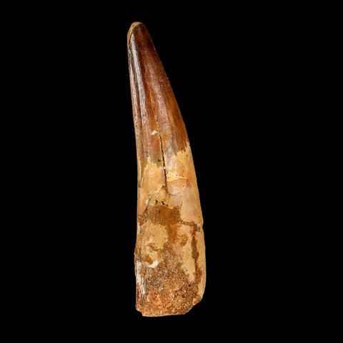 XL 3.9" Spinosaurus Fossil Tooth 100 Million Years Old Cretaceous Dinosaur COA - Fossil Age Minerals