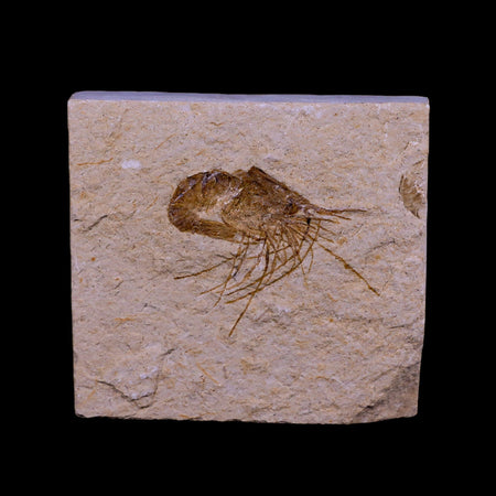 1.7" Fossil Shrimp Carpopenaeus Cretaceous Age 100 Mil Yrs Old Lebanon COA
