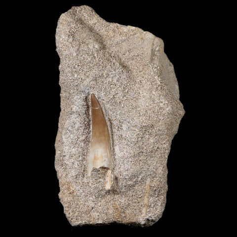 1.2" Plesiosaur Zarafasaura Tooth Fossil In Matrix Cretaceous Dinosaur Era COA - Fossil Age Minerals