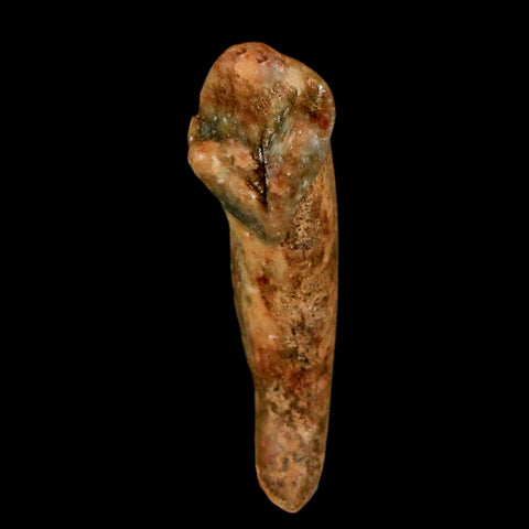 1.3" Extinct Cave Bear Ursus Spelaeus Incisor Tooth Rooted Pleistocene Age COA, Stand