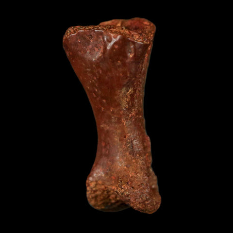 0.6" Dromaeosaurid Raptor Fossil Limb Toe Bone Cretaceous Dinosaur COA, Display