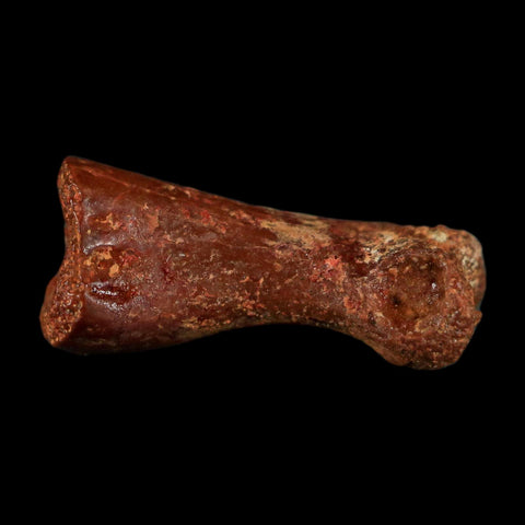 0.6" Dromaeosaurid Raptor Fossil Limb Toe Bone Cretaceous Dinosaur COA, Display