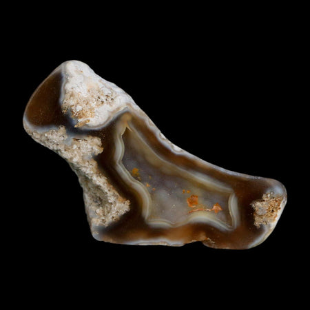 2.6" Agatized Coral Slab Fossil Oligocene and Miocene Epochs Tampa Bay Florida