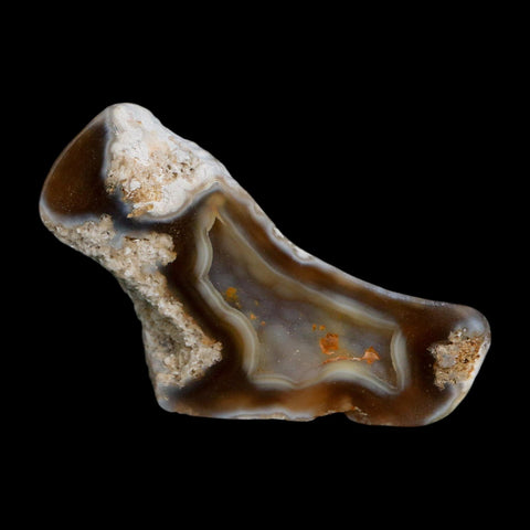 2.6" Agatized Coral Slab Fossil Oligocene and Miocene Epochs Tampa Bay Florida