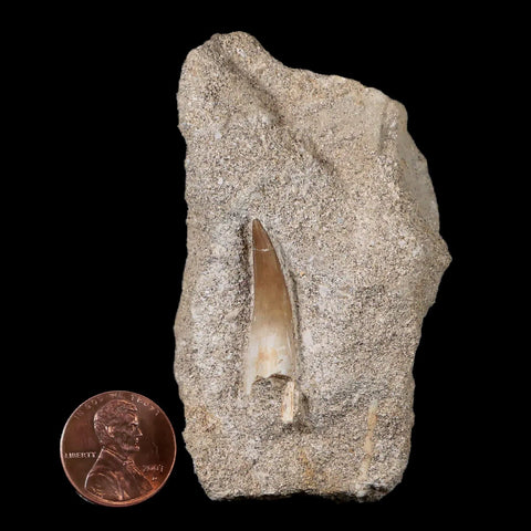 1.2" Plesiosaur Zarafasaura Tooth Fossil In Matrix Cretaceous Dinosaur Era COA - Fossil Age Minerals