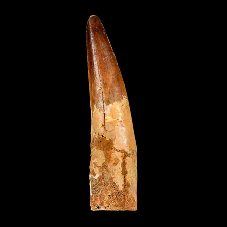 XL 3.9" Spinosaurus Fossil Tooth 100 Million Years Old Cretaceous Dinosaur COA