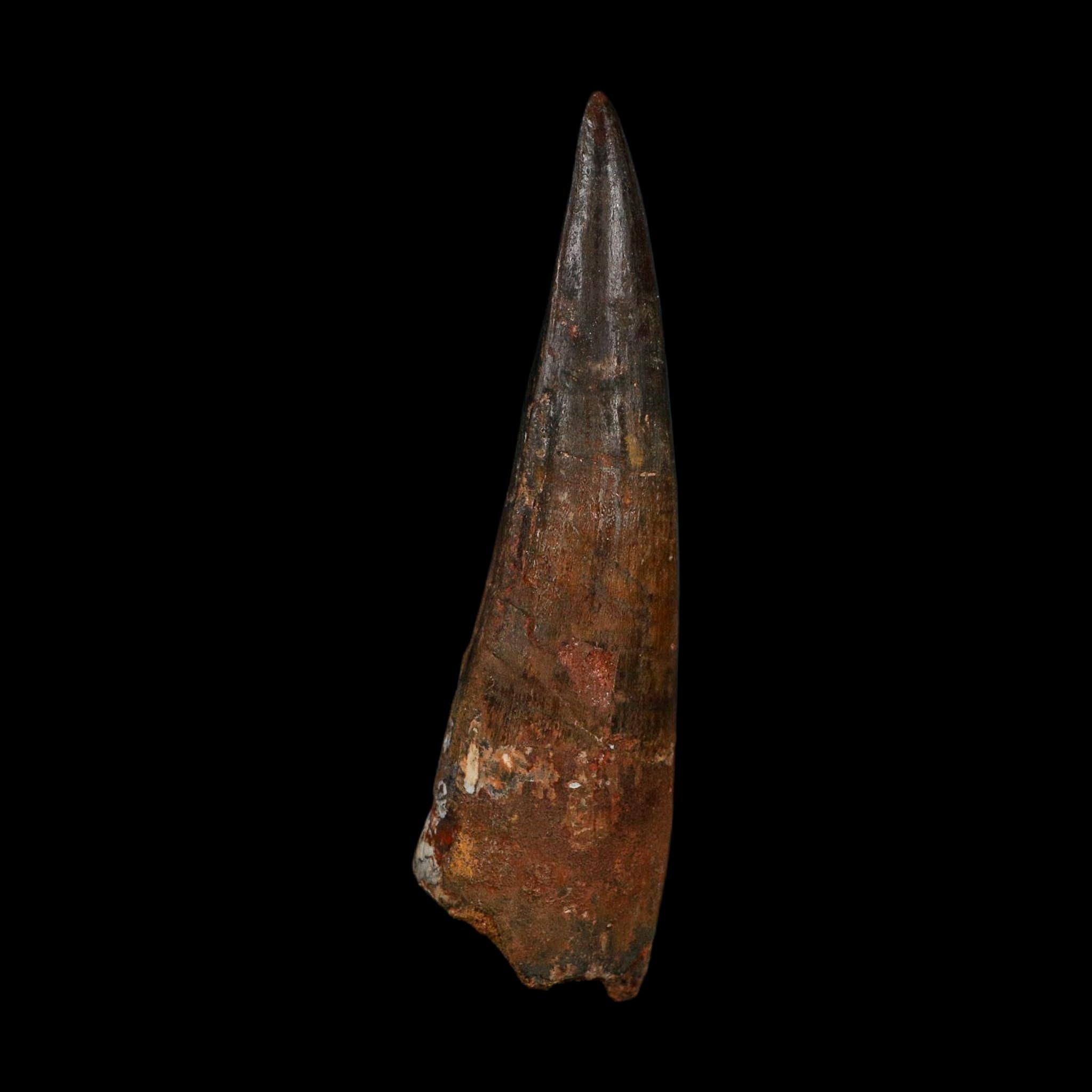XL 3.9" Spinosaurus Fossil Tooth 100 Million Years Old Cretaceous Dinosaur COA - Fossil Age Minerals