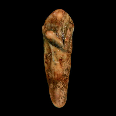 1.3" Extinct Cave Bear Ursus Spelaeus Incisor Tooth Rooted Pleistocene Age COA, Stand