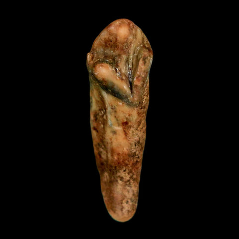 1.3" Extinct Cave Bear Ursus Spelaeus Incisor Tooth Rooted Pleistocene Age COA, Stand