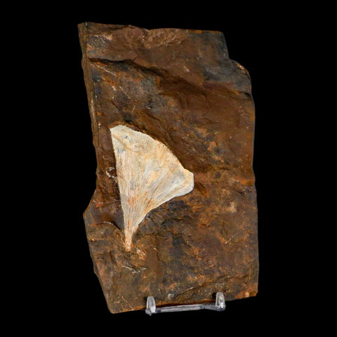 2.5" Detailed Ginkgo Cranei Fossil Plant Leaf Morton County, ND Paleocene Age COA - Fossil Age Minerals