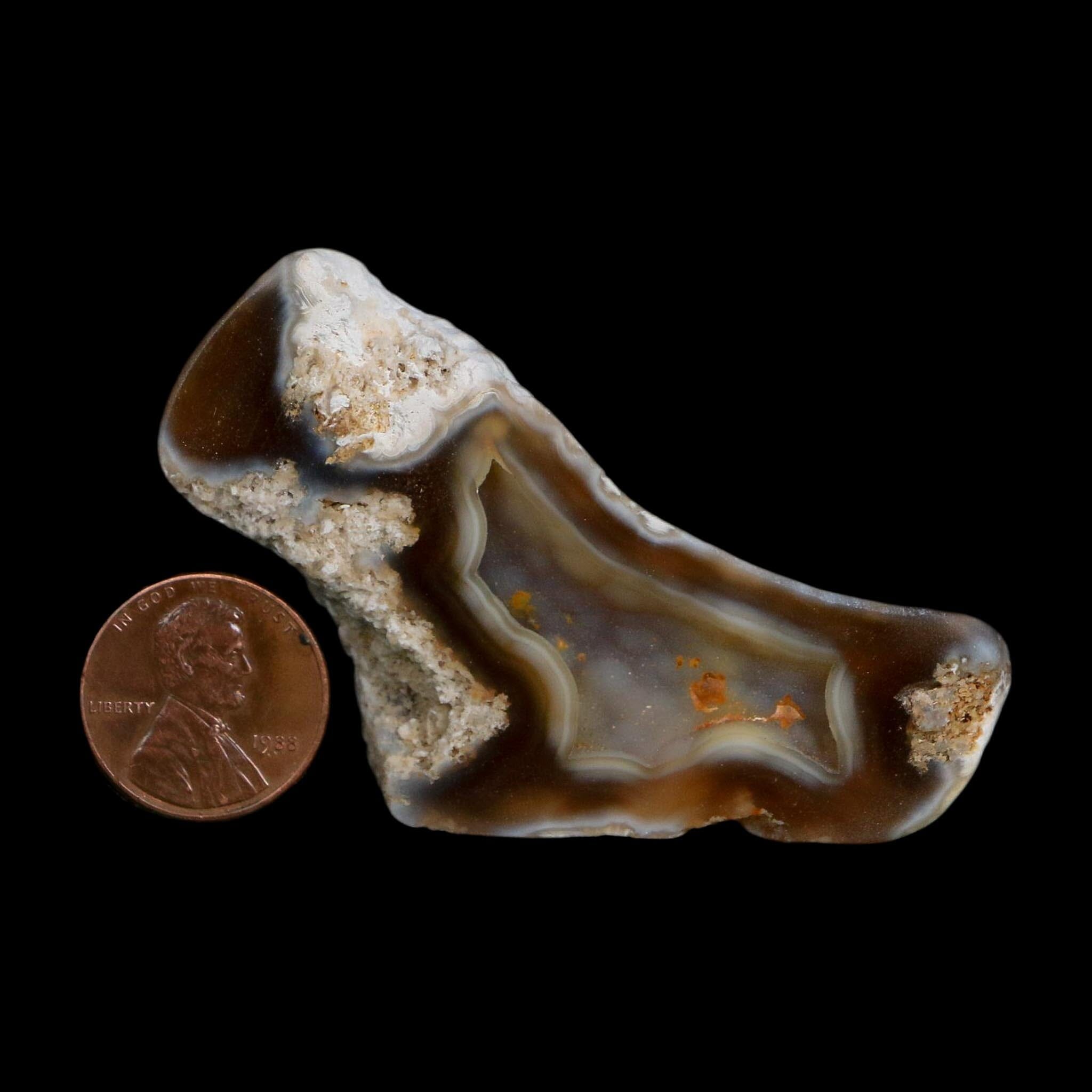 2.6" Agatized Coral Slab Fossil Oligocene and Miocene Epochs Tampa Bay Florida - Fossil Age Minerals