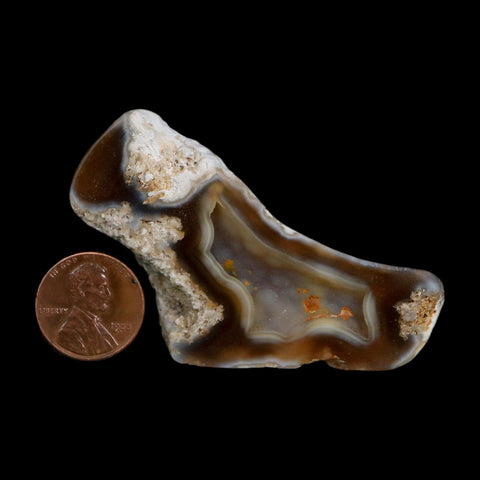 2.6" Agatized Coral Slab Fossil Oligocene and Miocene Epochs Tampa Bay Florida