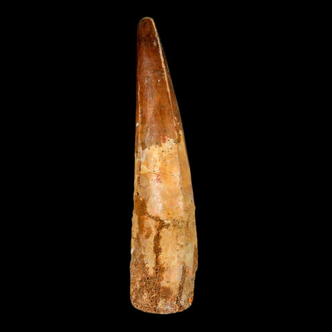 XL 3.9" Spinosaurus Fossil Tooth 100 Million Years Old Cretaceous Dinosaur COA - Fossil Age Minerals