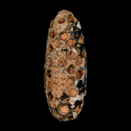 XL 2.2" Fossil Pine Cone Equicalastrobus Replaced By Agate Eocene Age Seeds Fruit