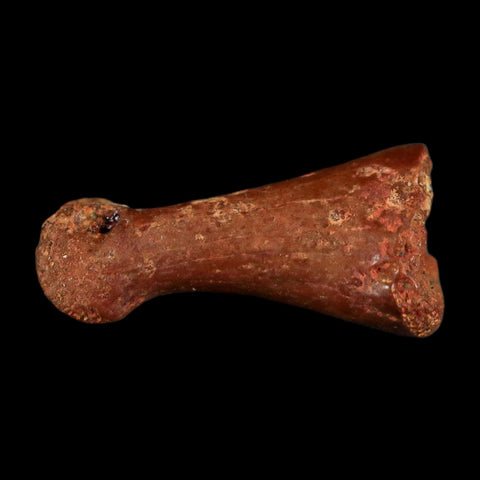 0.6" Dromaeosaurid Raptor Fossil Limb Toe Bone Cretaceous Dinosaur COA, Display