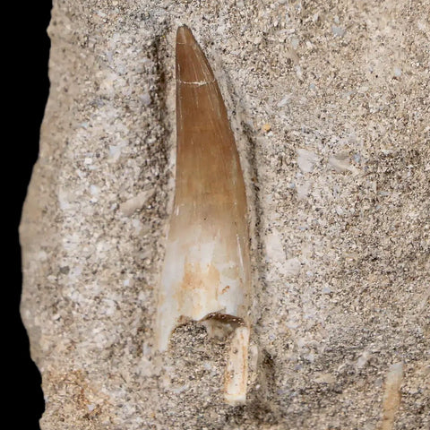 1.2" Plesiosaur Zarafasaura Tooth Fossil In Matrix Cretaceous Dinosaur Era COA - Fossil Age Minerals