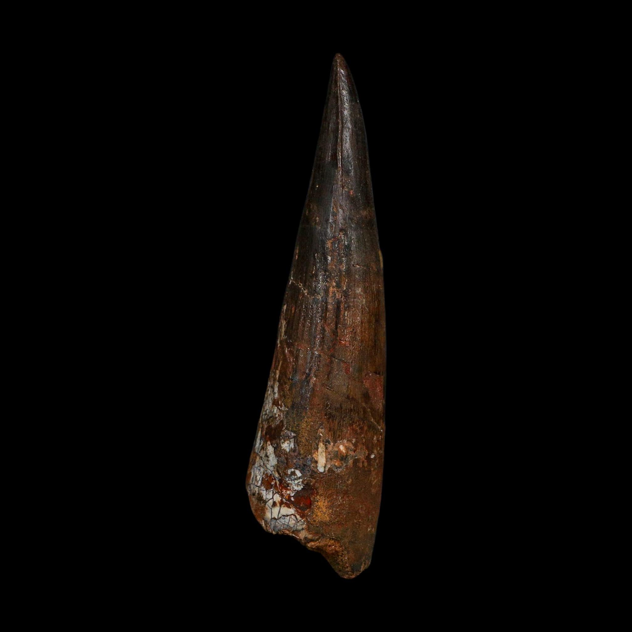 XL 3.9" Spinosaurus Fossil Tooth 100 Million Years Old Cretaceous Dinosaur COA - Fossil Age Minerals