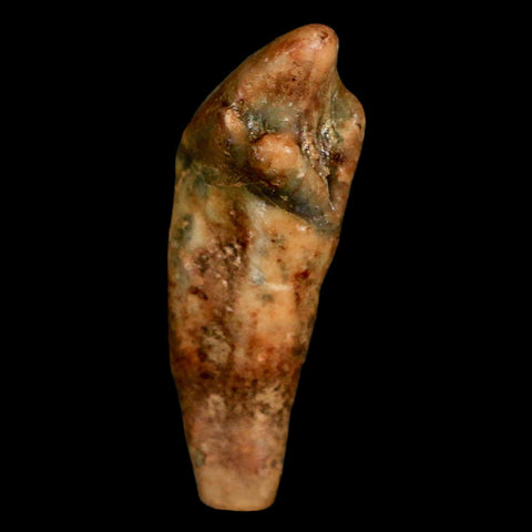 1.3" Extinct Cave Bear Ursus Spelaeus Incisor Tooth Rooted Pleistocene Age COA, Stand