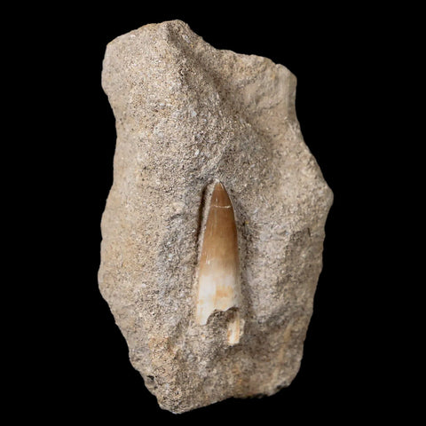 1.2" Plesiosaur Zarafasaura Tooth Fossil In Matrix Cretaceous Dinosaur Era COA - Fossil Age Minerals
