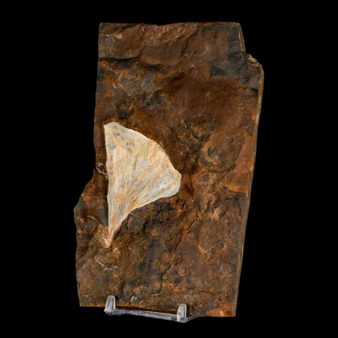 2.5" Detailed Ginkgo Cranei Fossil Plant Leaf Morton County, ND Paleocene Age COA - Fossil Age Minerals