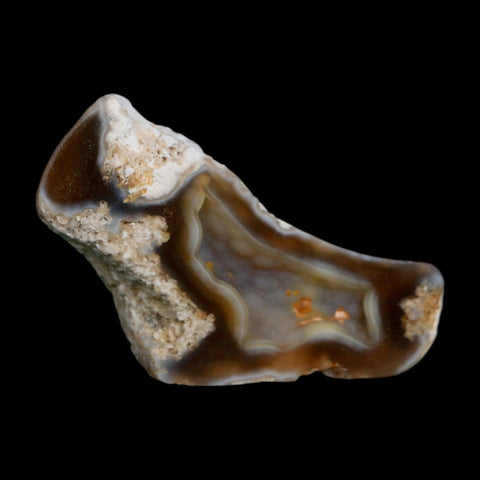 2.6" Agatized Coral Slab Fossil Oligocene and Miocene Epochs Tampa Bay Florida
