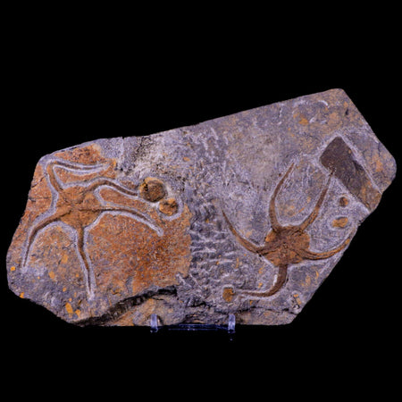 2 Two Brittlestar Ophiura Sp Starfish Fossil Ordovician Age Morocco COA & Stand