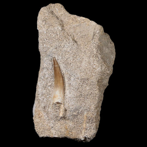 1.2" Plesiosaur Zarafasaura Tooth Fossil In Matrix Cretaceous Dinosaur Era COA - Fossil Age Minerals