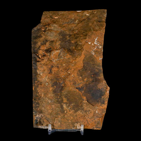 2.5" Detailed Ginkgo Cranei Fossil Plant Leaf Morton County, ND Paleocene Age COA - Fossil Age Minerals