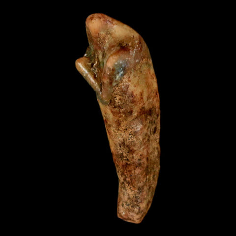 1.3" Extinct Cave Bear Ursus Spelaeus Incisor Tooth Rooted Pleistocene Age COA, Stand