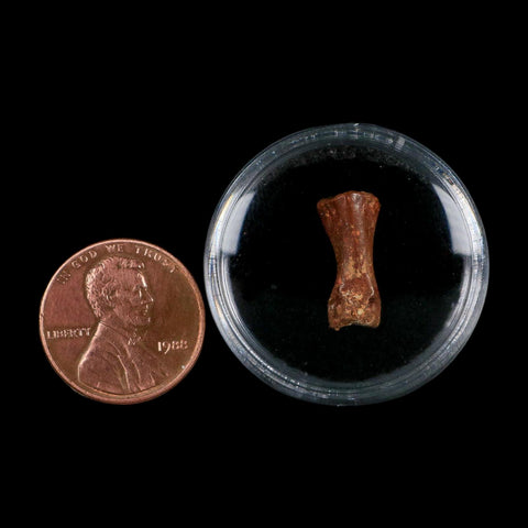 0.6" Dromaeosaurid Raptor Fossil Limb Toe Bone Cretaceous Dinosaur COA, Display