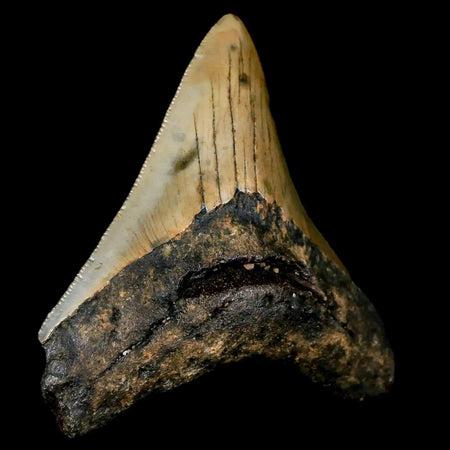 2.9" Quality Megalodon Shark Tooth Serrated Fossil Natural Miocene Age COA