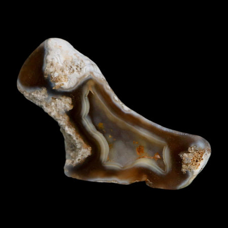 2.6" Agatized Coral Slab Fossil Oligocene and Miocene Epochs Tampa Bay Florida