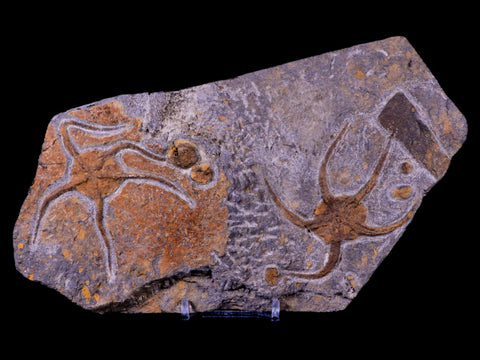 2 Two Brittlestar Ophiura Sp Starfish Fossil Ordovician Age Morocco COA & Stand - Fossil Age Minerals
