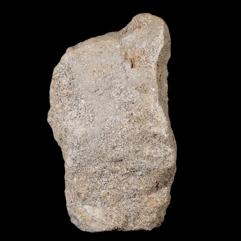 1.2" Plesiosaur Zarafasaura Tooth Fossil In Matrix Cretaceous Dinosaur Era COA - Fossil Age Minerals