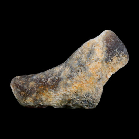 2.6" Agatized Coral Slab Fossil Oligocene and Miocene Epochs Tampa Bay Florida