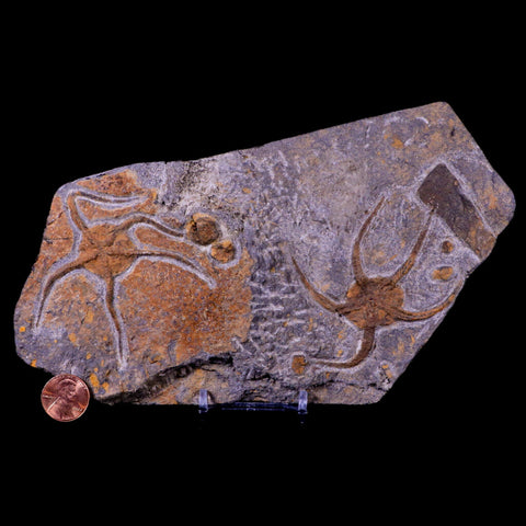 2 Two Brittlestar Ophiura Sp Starfish Fossil Ordovician Age Morocco COA & Stand - Fossil Age Minerals