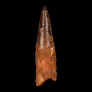 XXL 4.4" Spinosaurus Fossil Tooth 100 Million Years Old Cretaceous Dinosaur COA