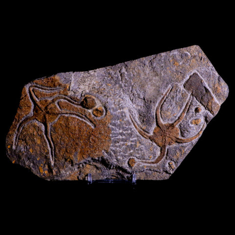 2 Two Brittlestar Ophiura Sp Starfish Fossil Ordovician Age Morocco COA & Stand - Fossil Age Minerals