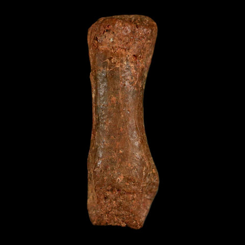 0.7" Dromaeosaurid Raptor Fossil Limb Toe Bone Cretaceous Dinosaur COA, Display - Fossil Age Minerals