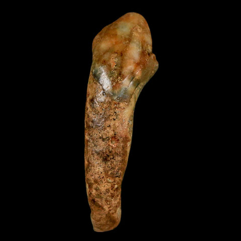 1.3" Extinct Cave Bear Ursus Spelaeus Incisor Tooth Rooted Pleistocene Age COA, Stand